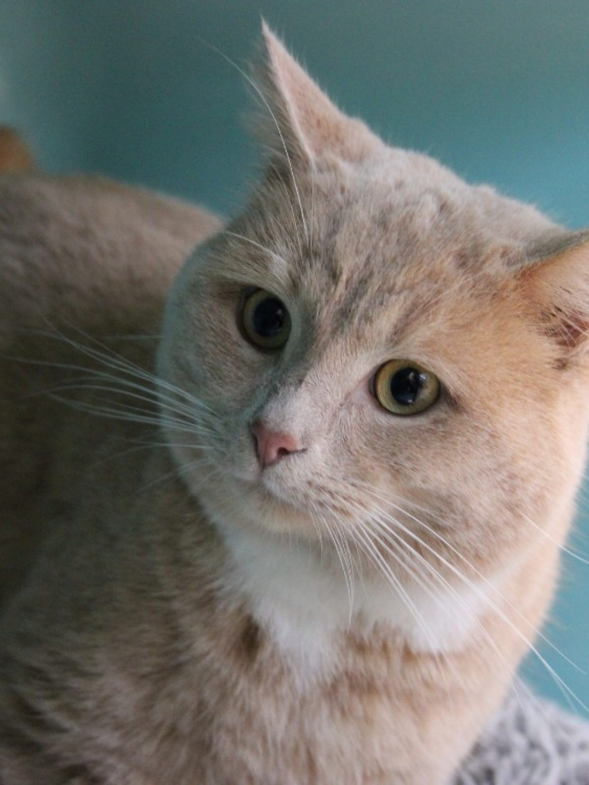 Ricky - Européen à adopter à Cabourg (14) - Animaux.fr