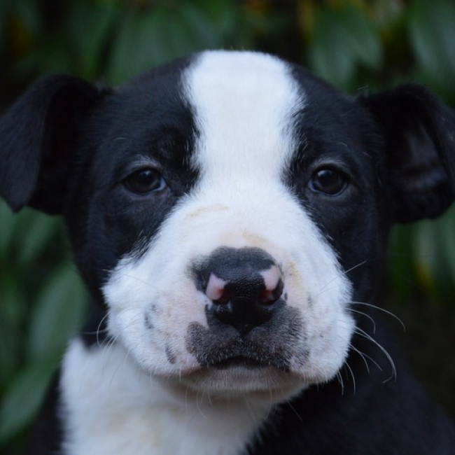 Photo de Choconoisette