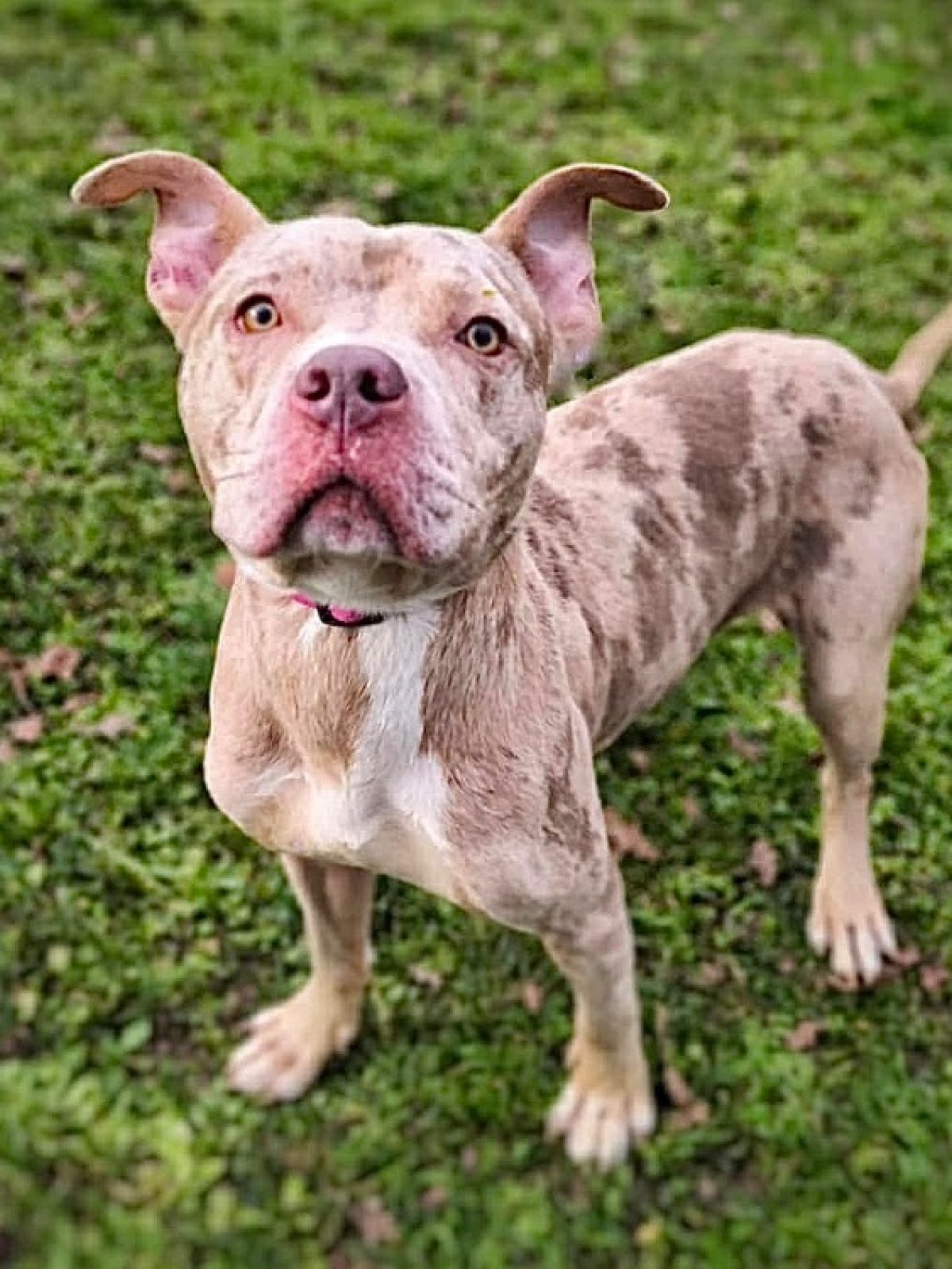 Alpha - American Bully à adopter à Compiègne (60) - Animaux.fr