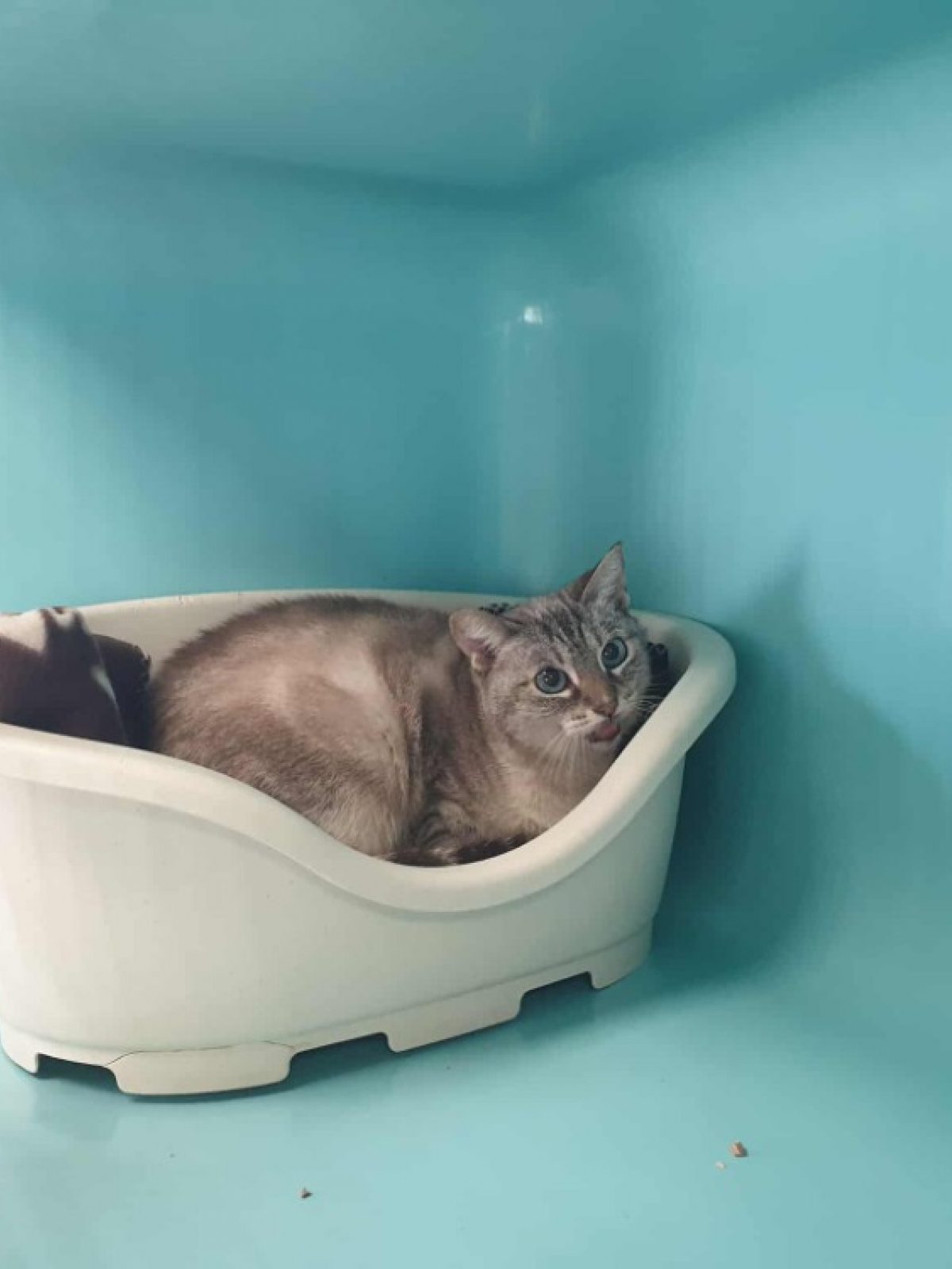 Flop - Européen à adopter à Quimper (29) - Animaux.fr