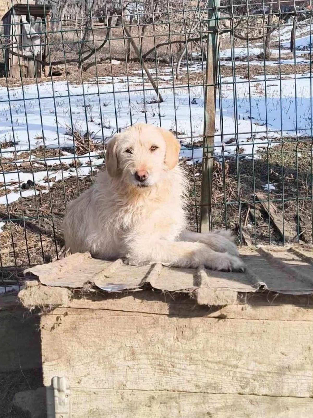 Palerme - Chien à adopter - Roumanie - Animaux.fr