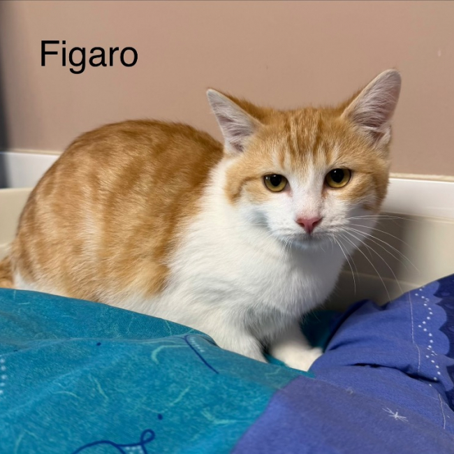Photo de Figaro