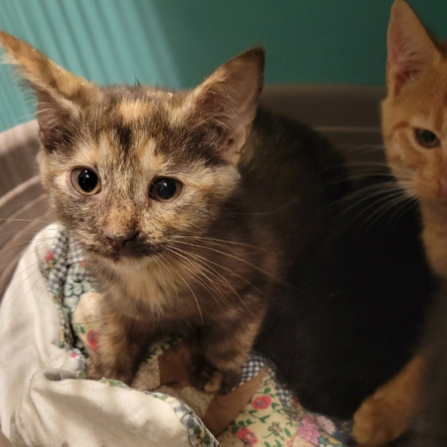 Photo de Tarte aux pommes