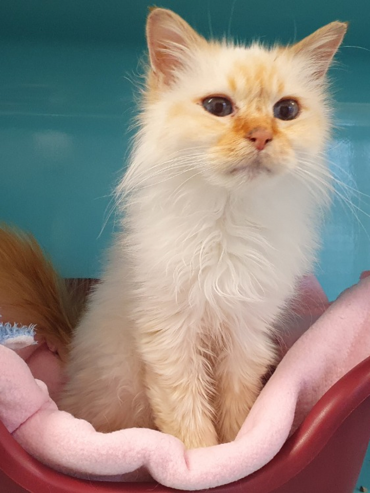 Sacre De Birmanie A Adopter Gratuit