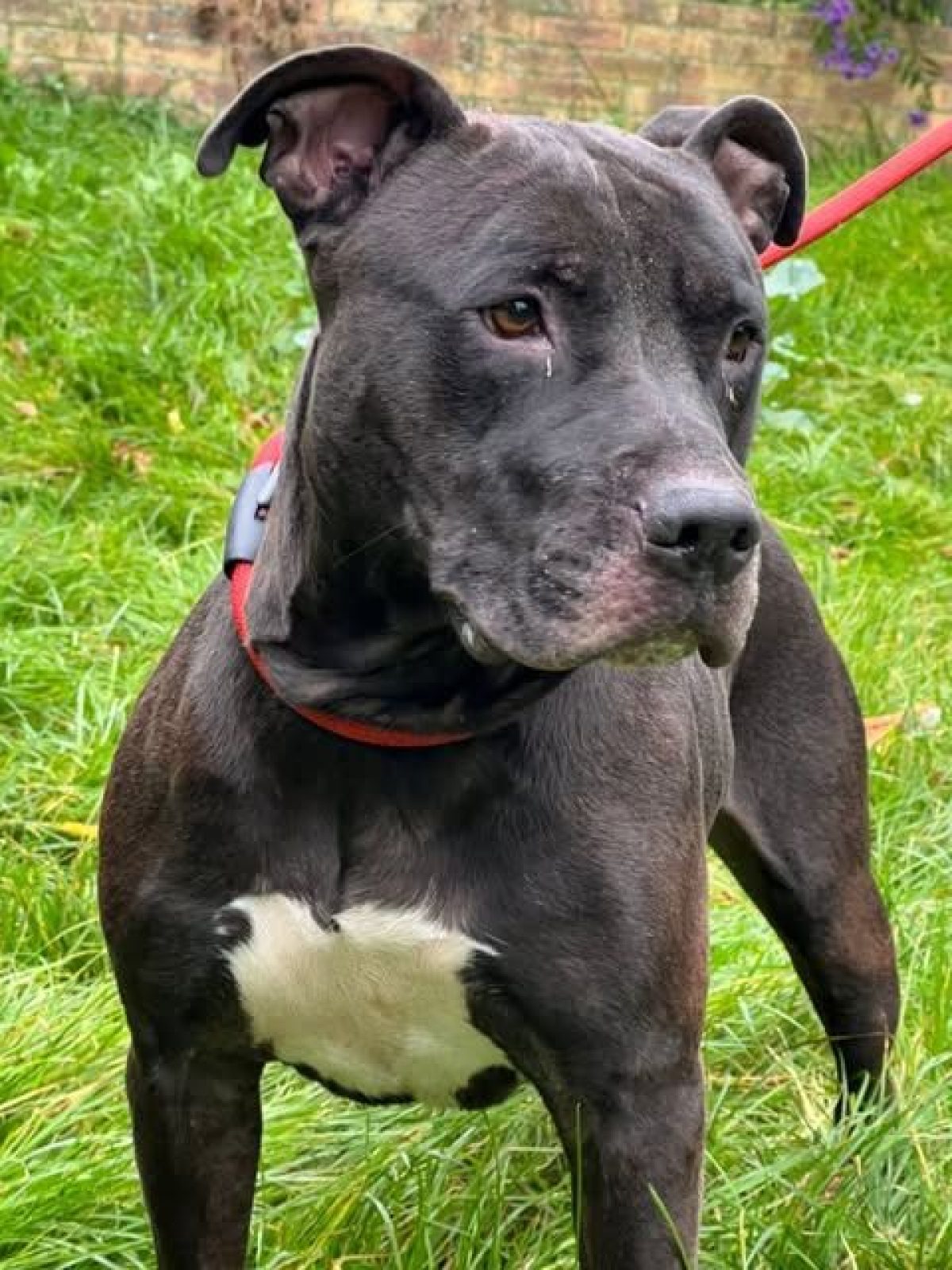 SHADOW - Chien à adopter à Les Mureaux (78) - Animaux.fr