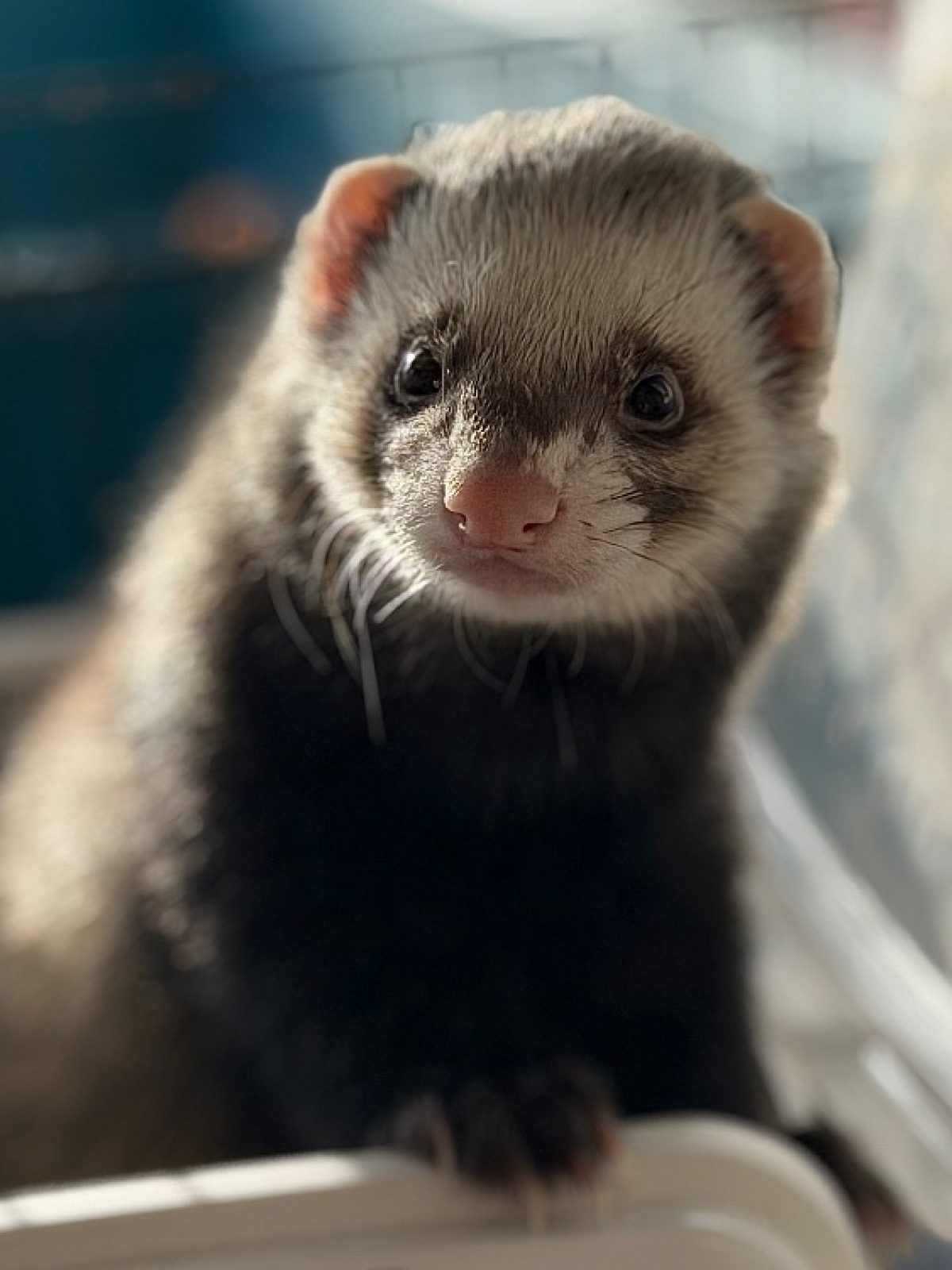 Edouardo - Furet à adopter à Compiègne (60) - Animaux.fr