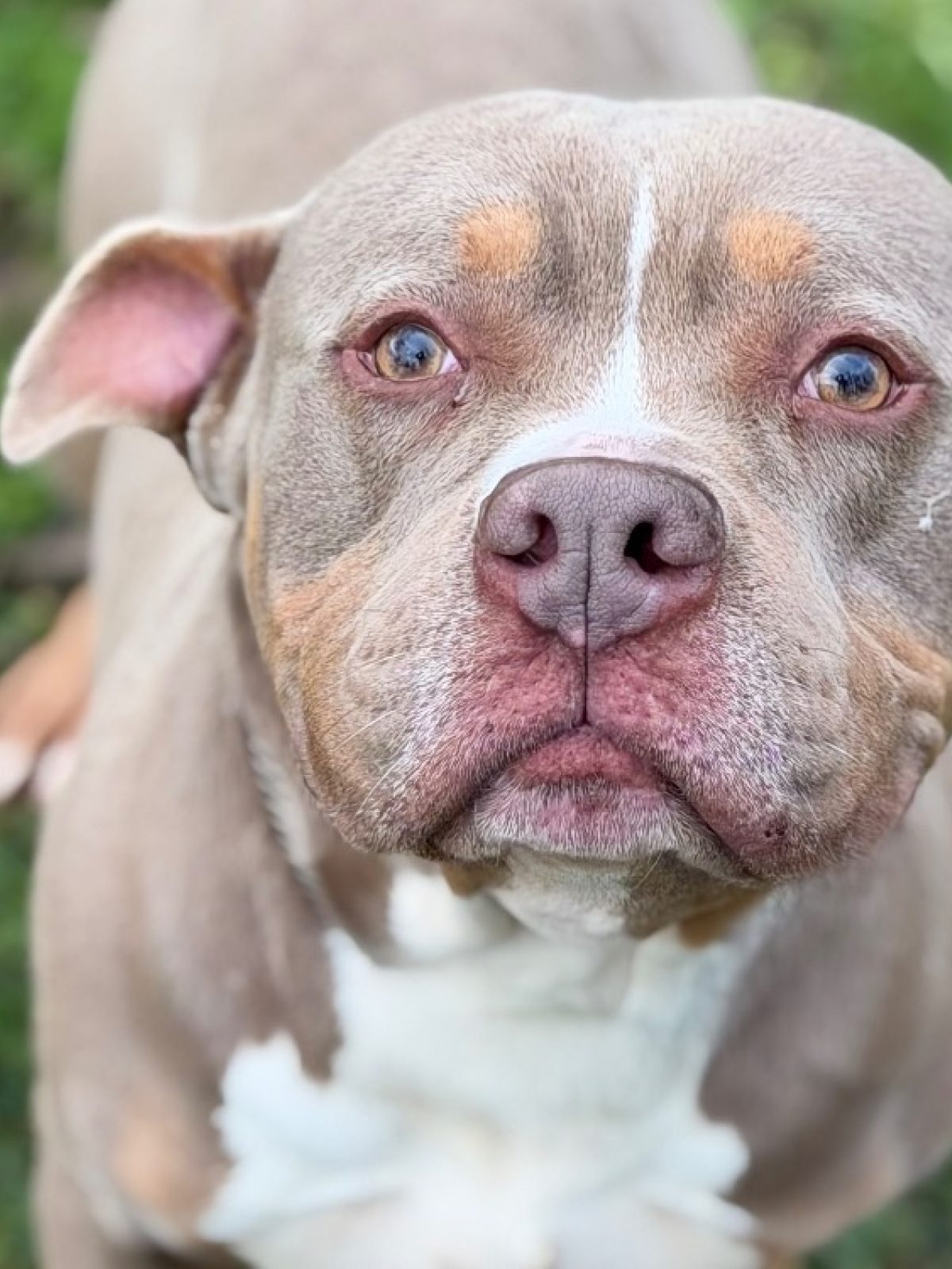 Ricky - American Bully à adopter à Compiègne (60) - Animaux.fr