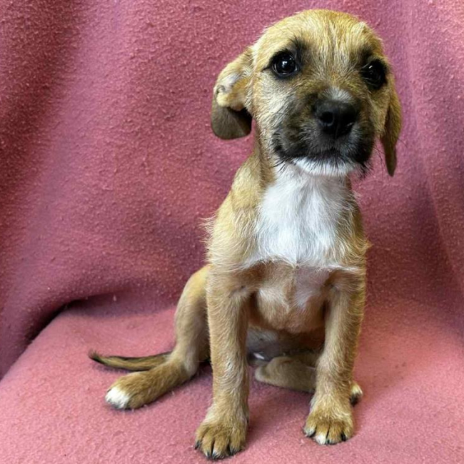 Photo de Anubis dit kiara