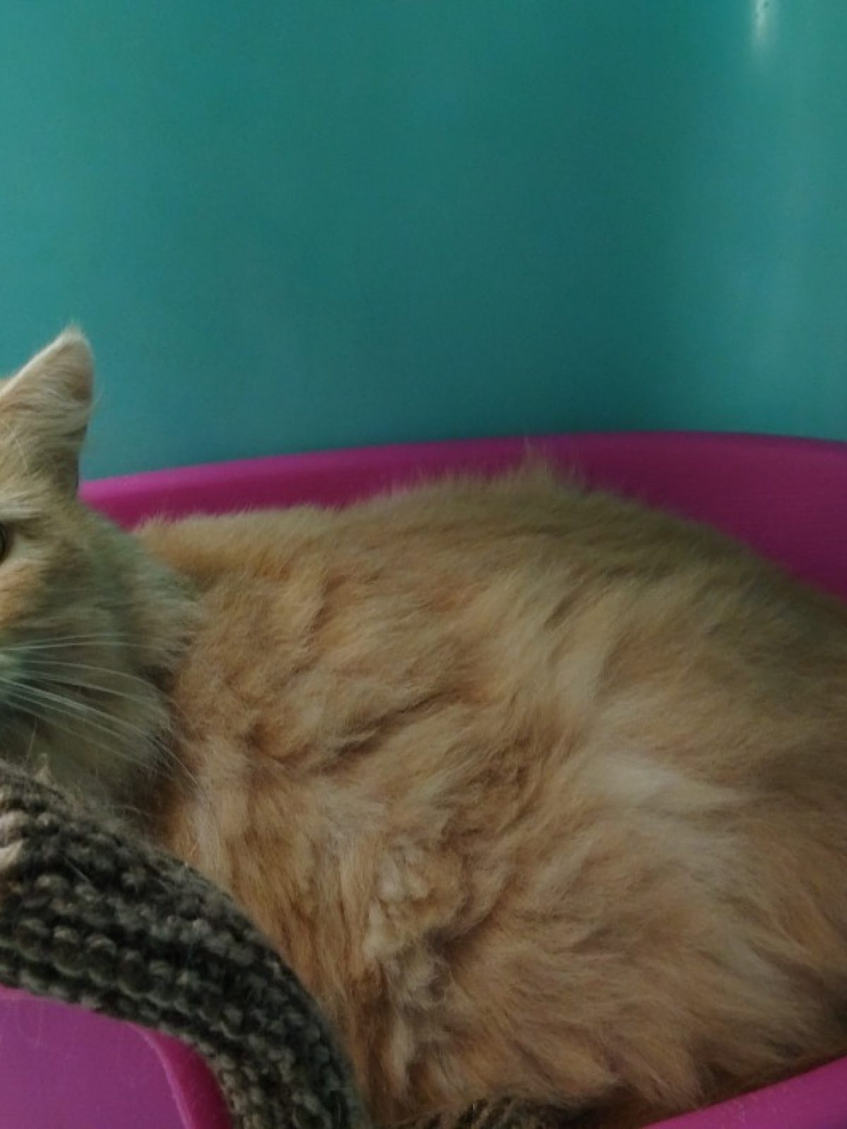 Caramel - Européen à adopter à Cholet (49) - Animaux.fr
