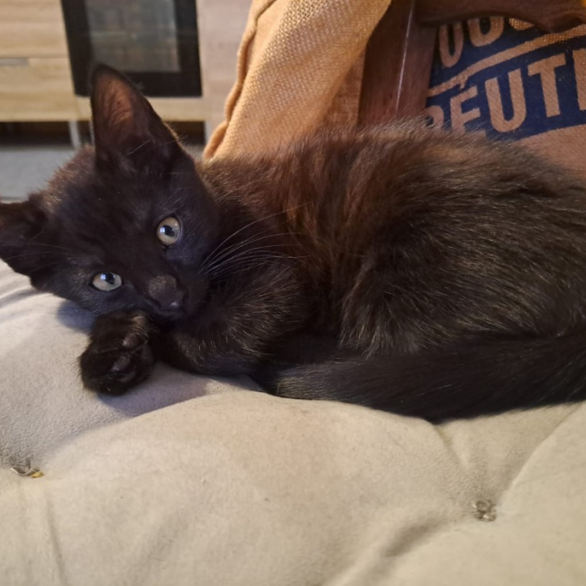 Photo de Mira réservé