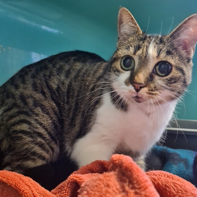 Photo de Perle reservé