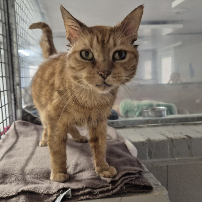 Photo de Ronron d'hiver