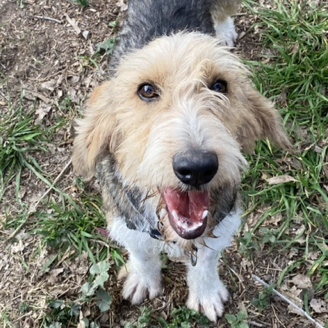 Photo de Broussaille