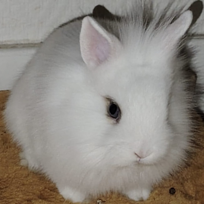 Photo de Petit-lutin dit bounty