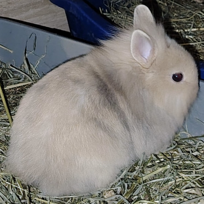 Photo de Petit-sapin dit brownie