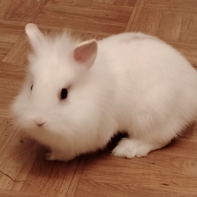 Photo de Bouboule dit moka