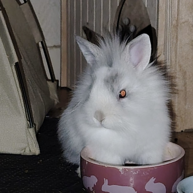 Photo de Cloche-cloche dit oréo