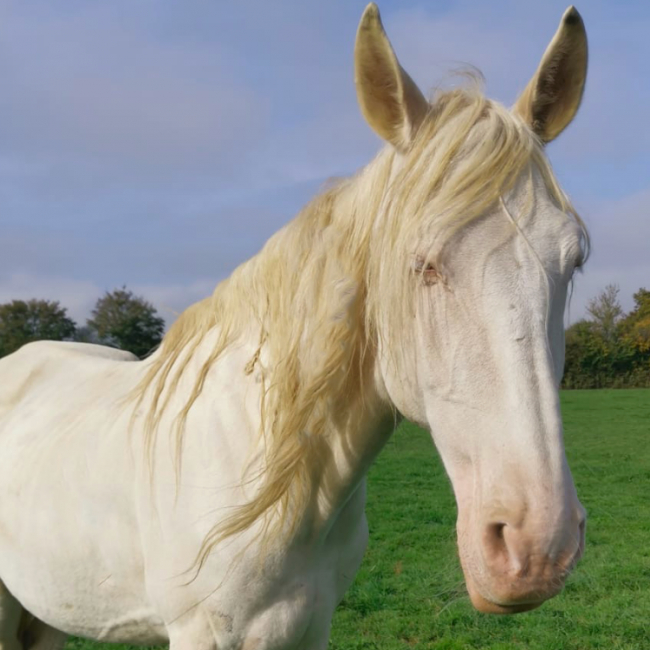 Photo de Tawny parker