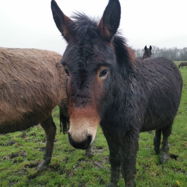 Photo de Yamm de belnoe