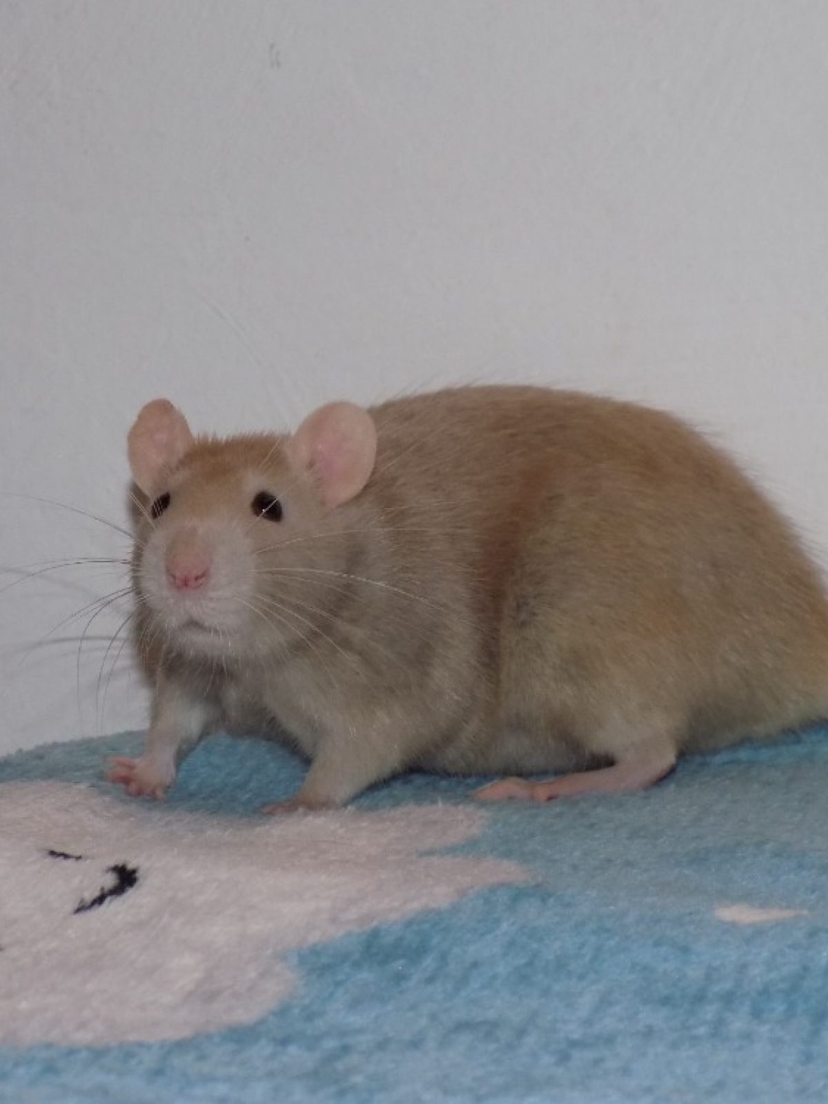 Framboise - Rat à adopter à Beaurepaire-en-Bresse (71) - Animaux.fr