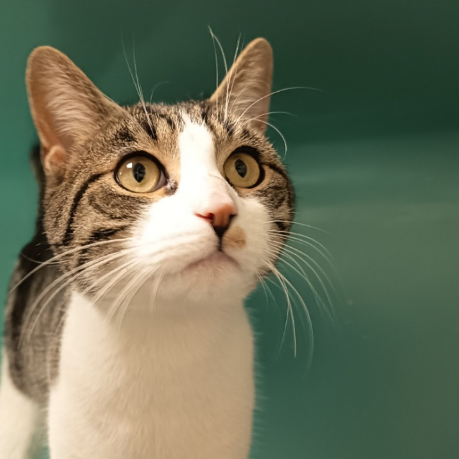 Photo de P'tit biscuit