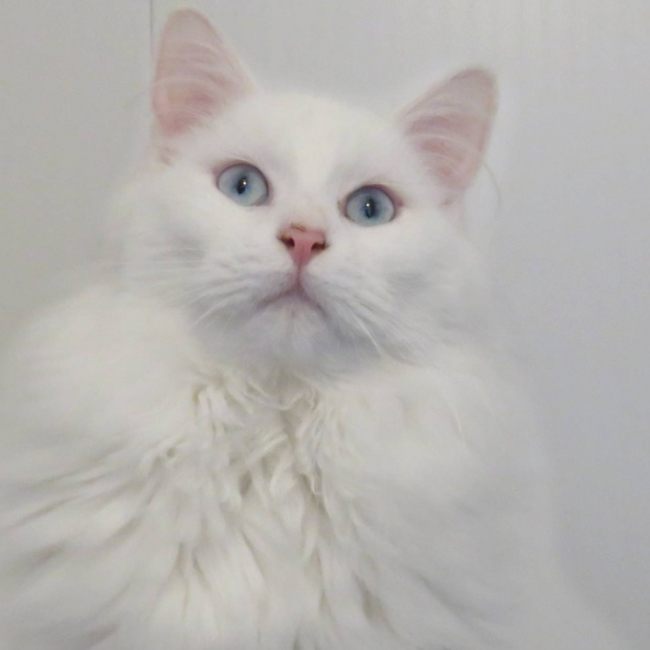 Photo de Charlemagne