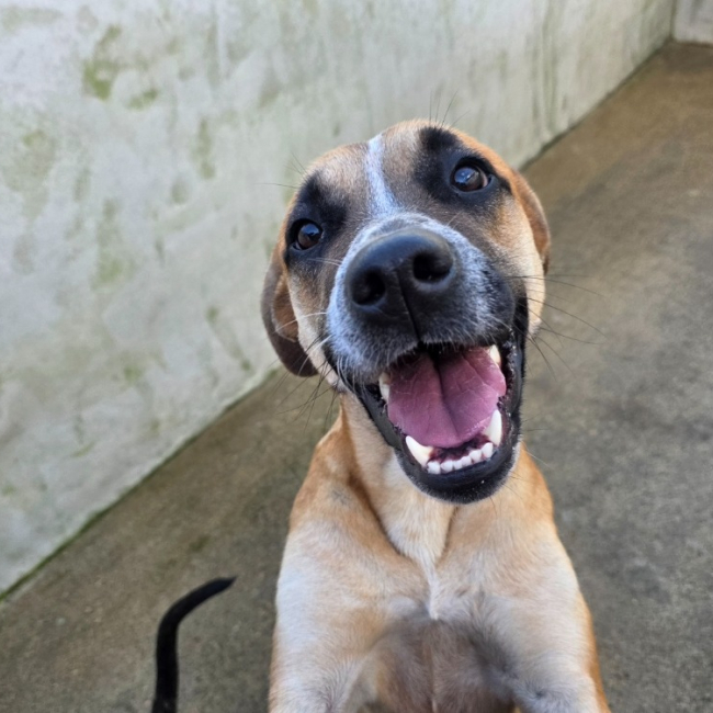 Photo de Angelica pickles