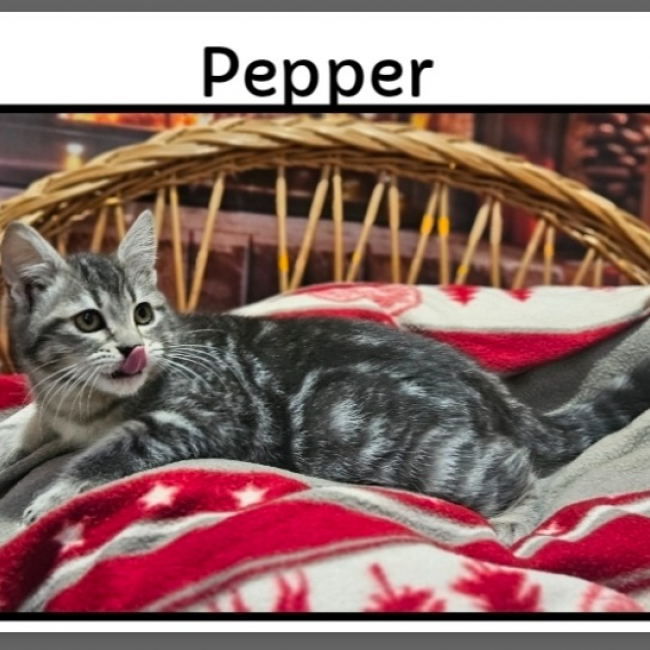Photo de Pepper