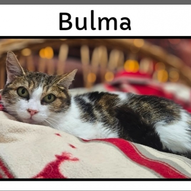 Photo de Bulma