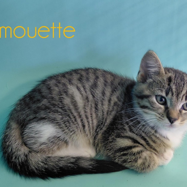 Photo de Caramouette