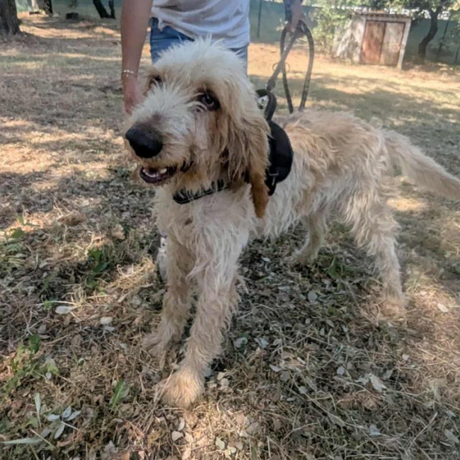 Photo de Broussaille