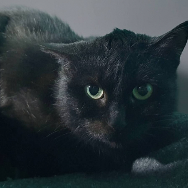 Photo de Coquillette