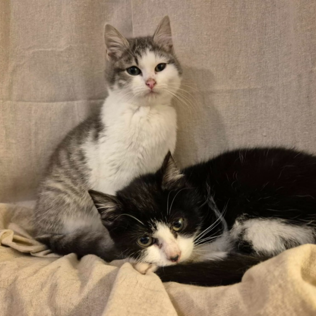 Photo de Clover réservé