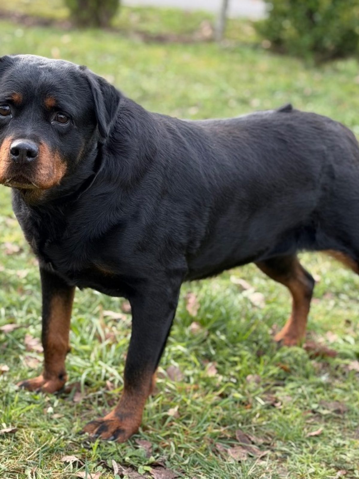 Narnia - Rottweiler à adopter à Compiègne (60) - Animaux.fr