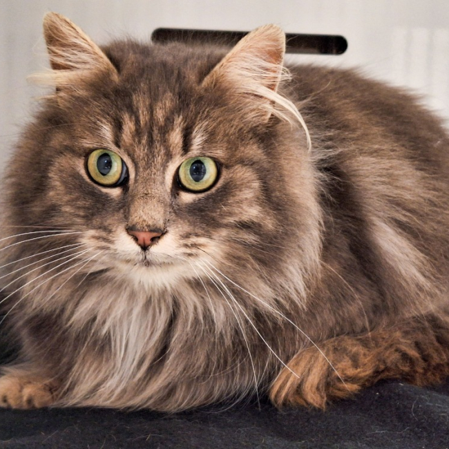 Photo de Grisette réservé