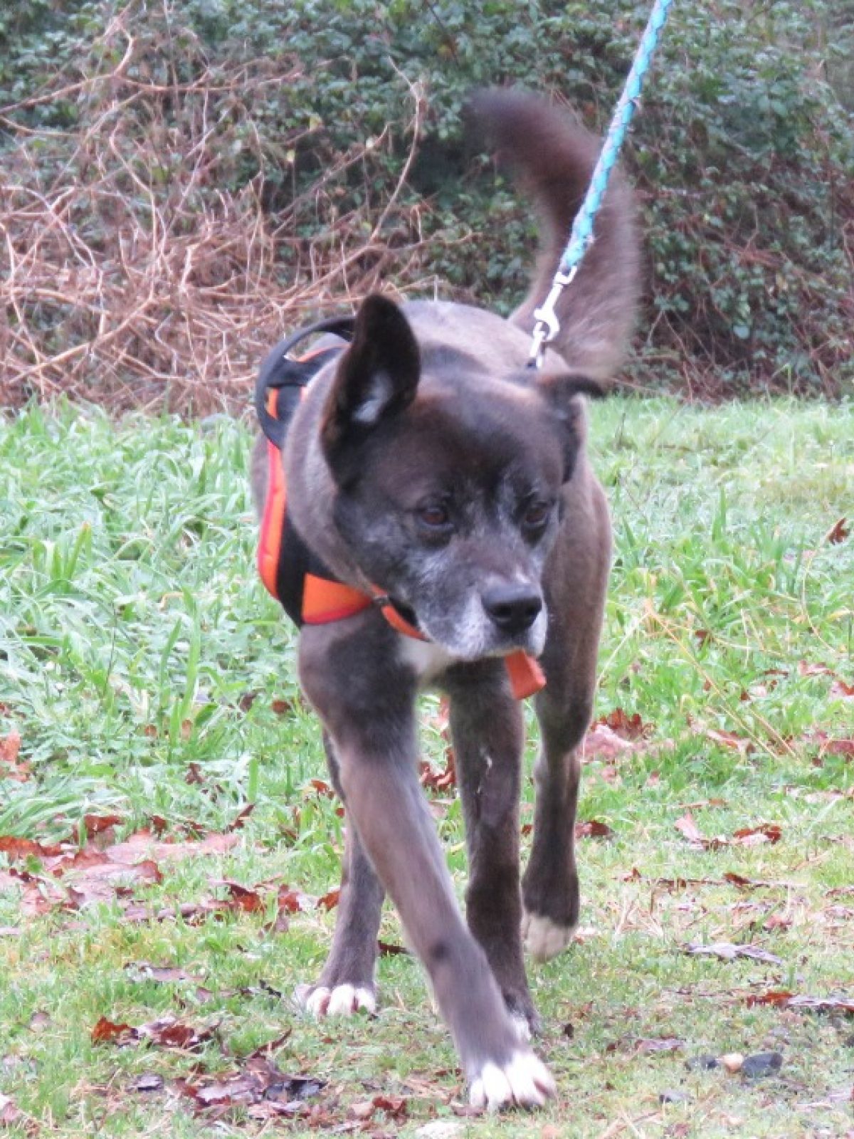 Pock - Chien à adopter à Saint-Pierre-du-Mont (40) - Animaux.fr