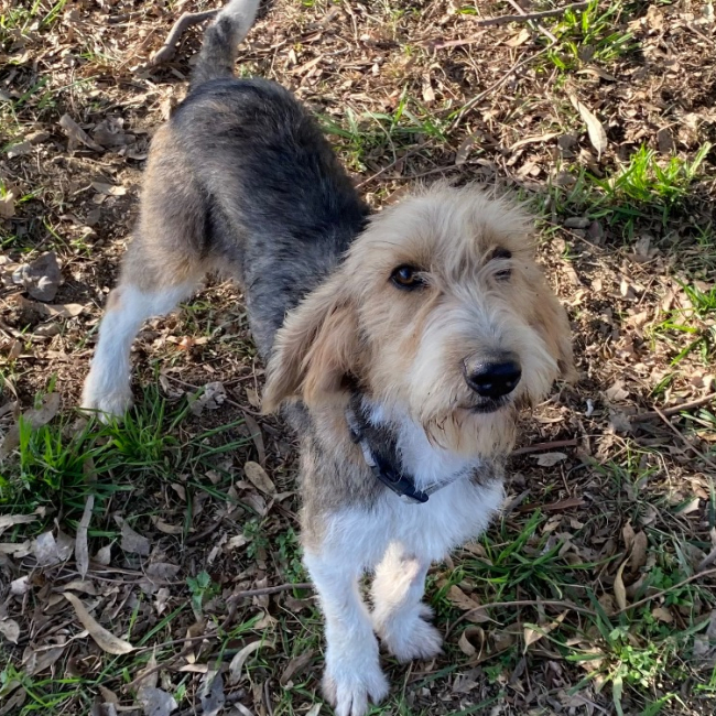 Photo de Broussaille