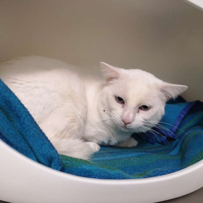 Photo de Flocon réservé