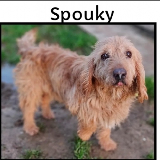 Photo de Spouky réservé