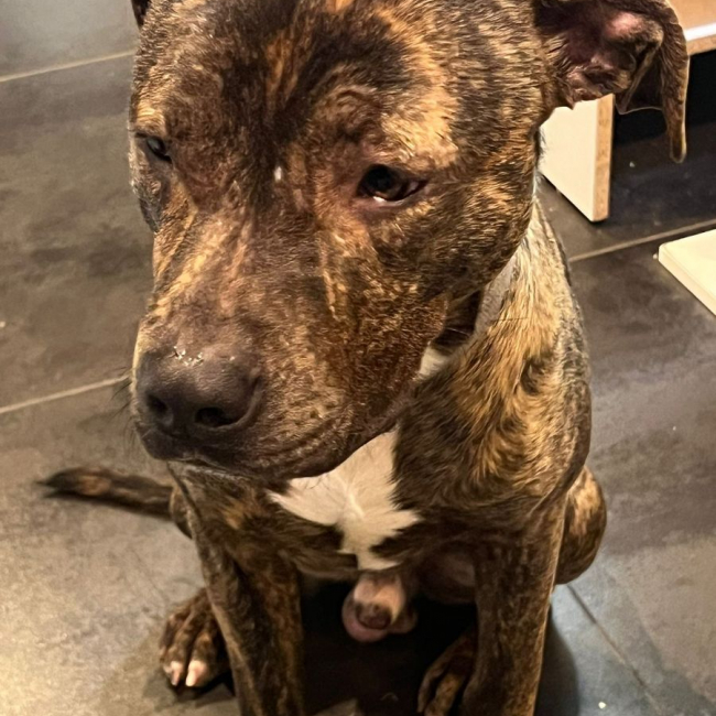 Photo de TIGROU issue de son annonce d'adoption sur Animaux.fr