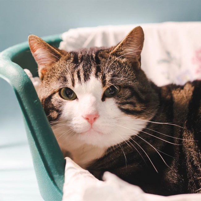 Photo de Minou saphir