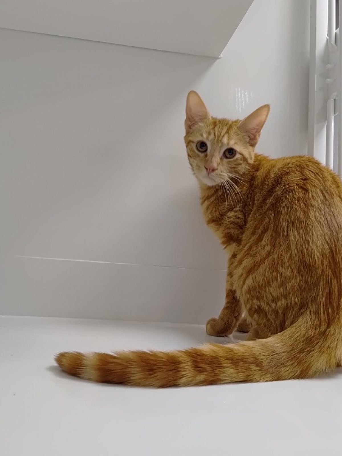 Azur - Européen à adopter à Étalondes (76) - Animaux.fr