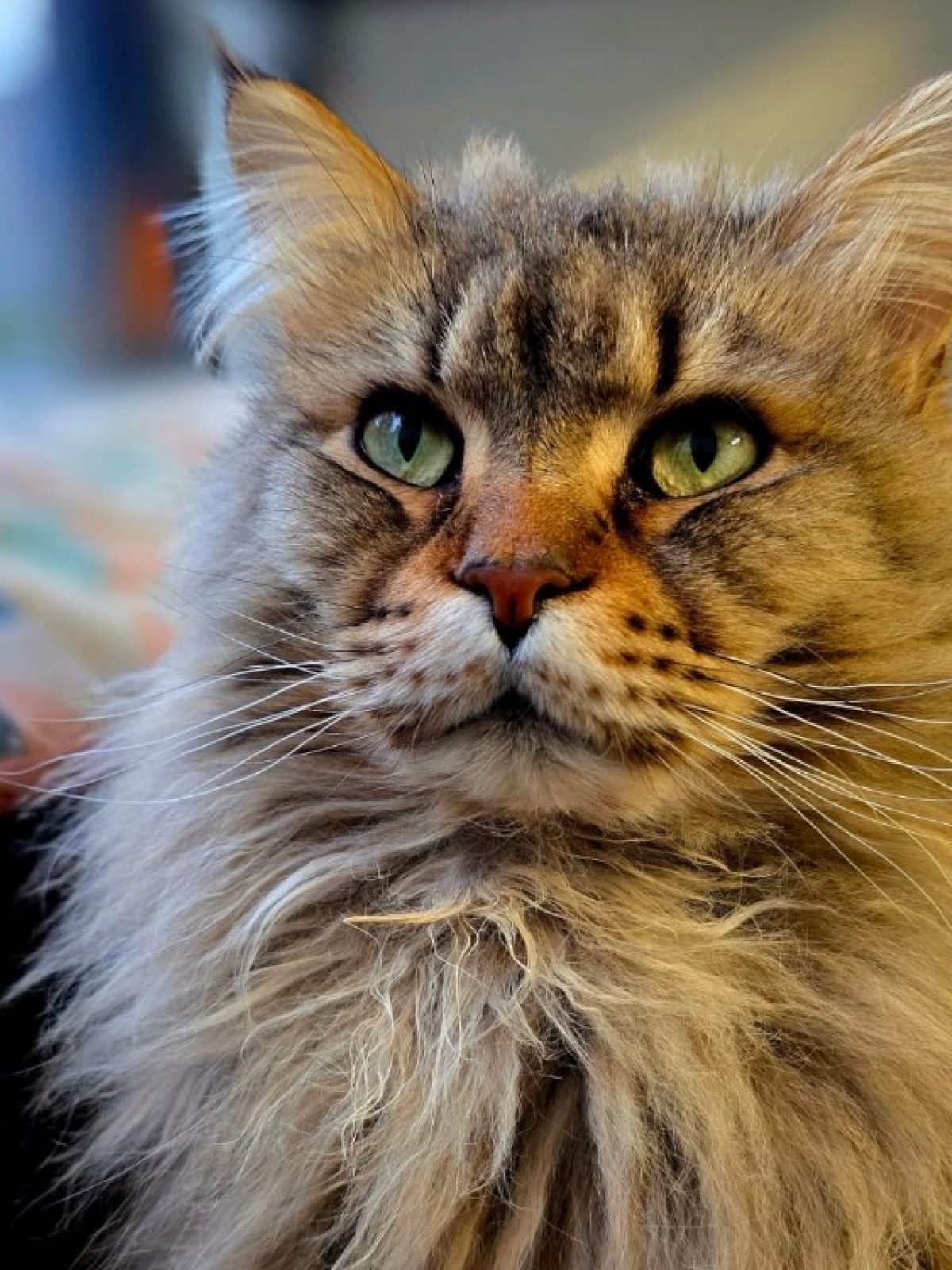 Shibi - Chat à adopter à Marennes (69) - Animaux.fr
