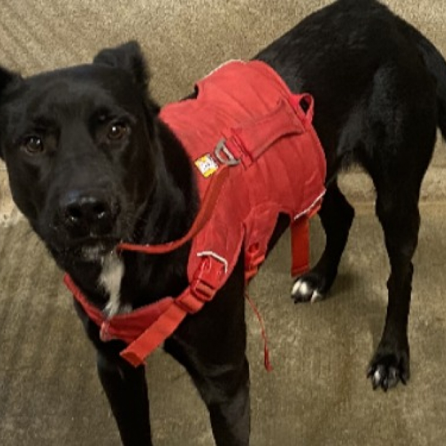 Photo de Evrest dit volt