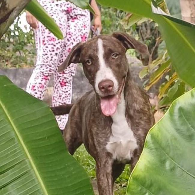 Photo de CANDY, chiot femelle Berger Créole