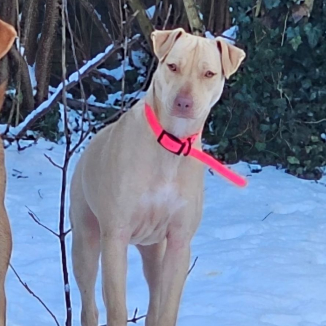 Photo de PHOENIX Croisée Labrador Femelle junior