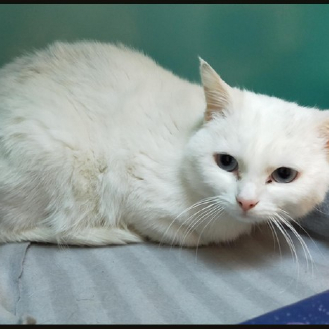 Photo de Pepita dit snow