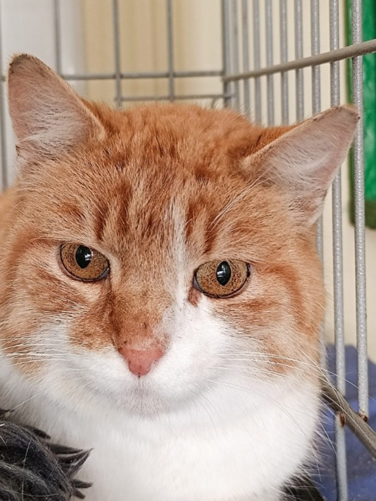 Kiboo - Européen à adopter à Vitré (35) - Animaux.fr