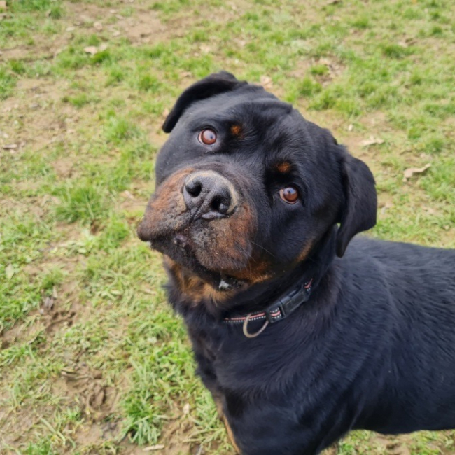 Photo de Sakura réservé