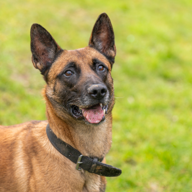 Photo de Petit coeur